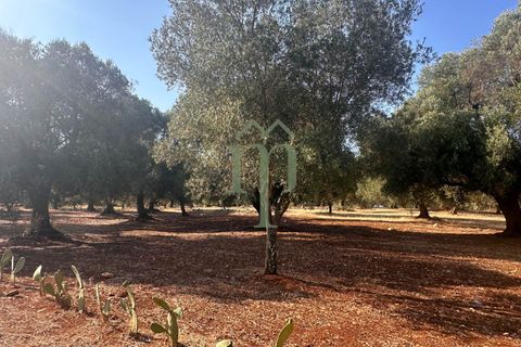 Terra a Carovigno, Brindisi, Carovigno - € 29.000 | Ref: Terreno Empire - foto 4